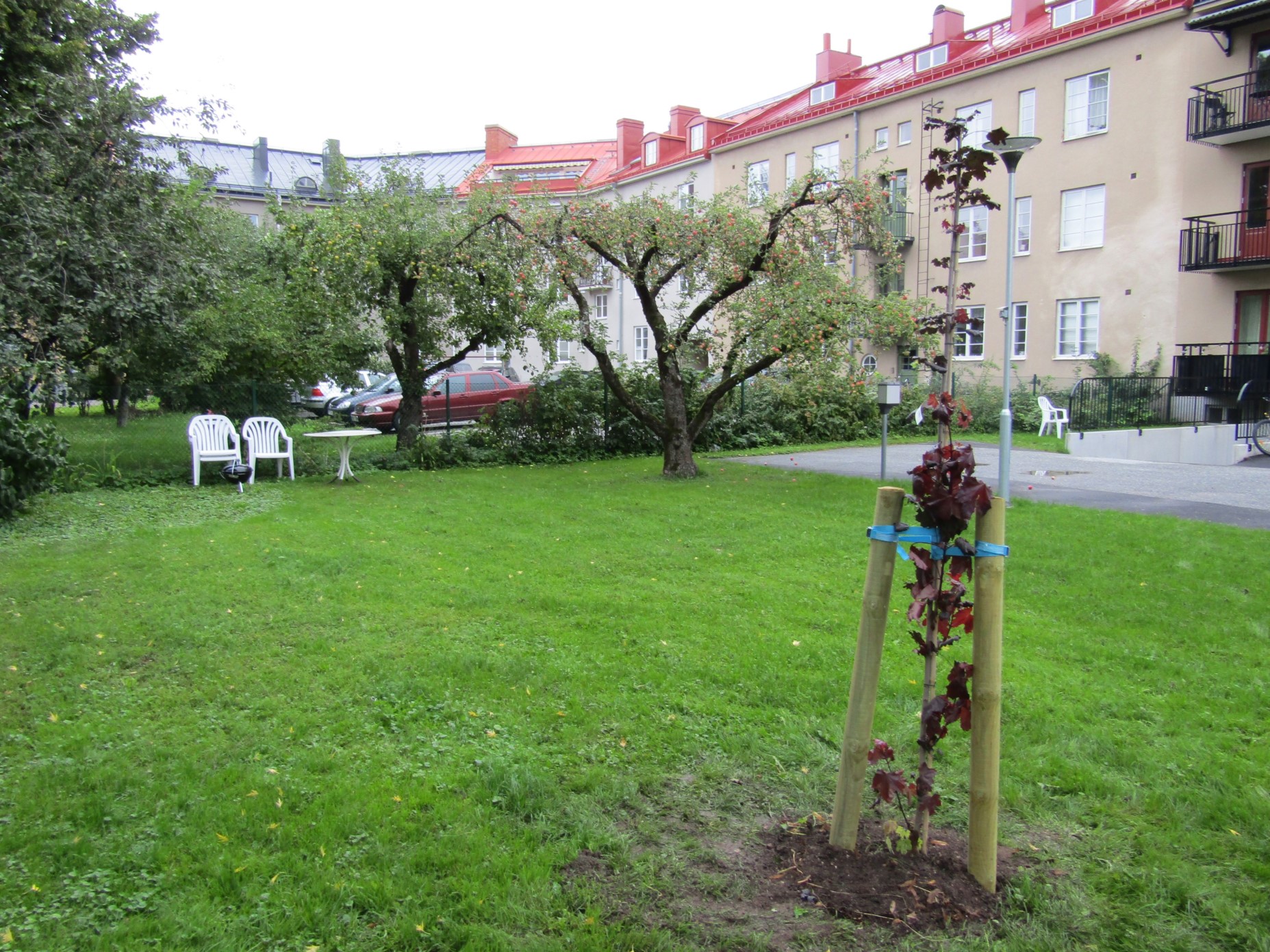 Tree.KO6 4